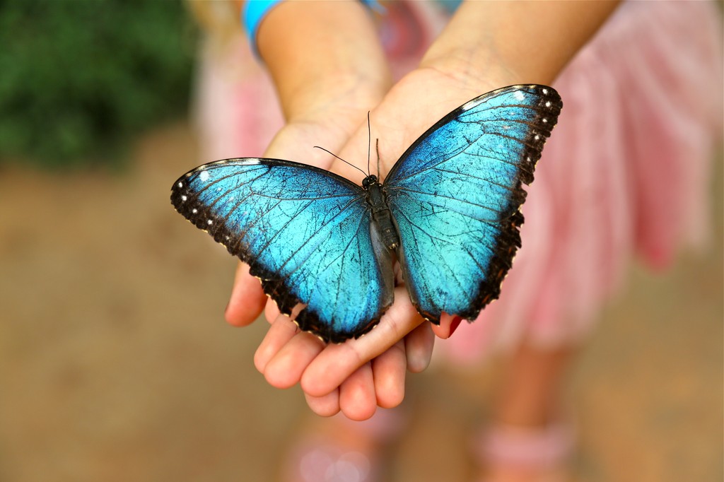 Mariposas | Mariposario del Drago-Tenerife