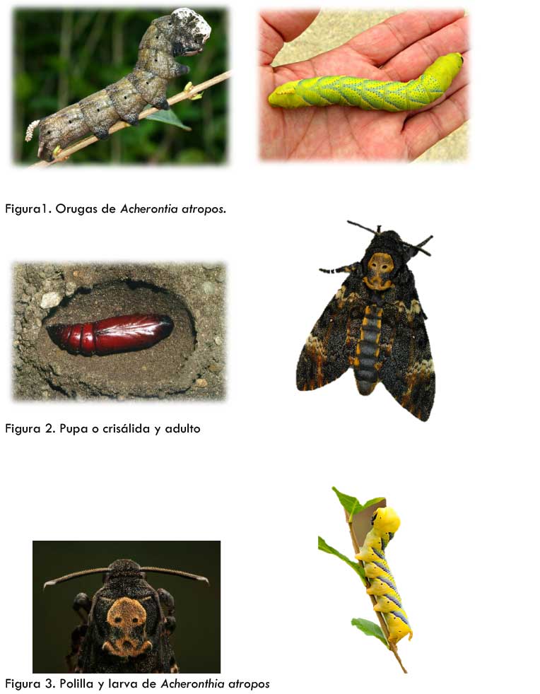 Acherontia-atopos-3