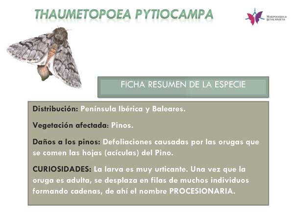 Procesionaria-del-Pino_Page_1