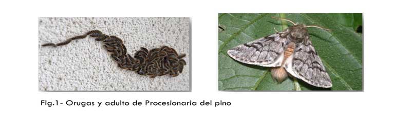 Procesionaria-del-Pino_Page_2