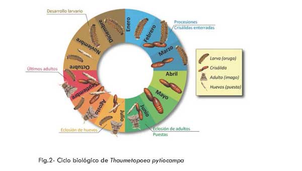 Procesionaria-del-Pino_Page_4