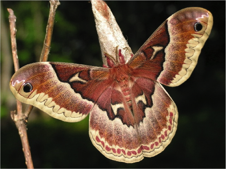 Callosamia prometea (América del Noste)