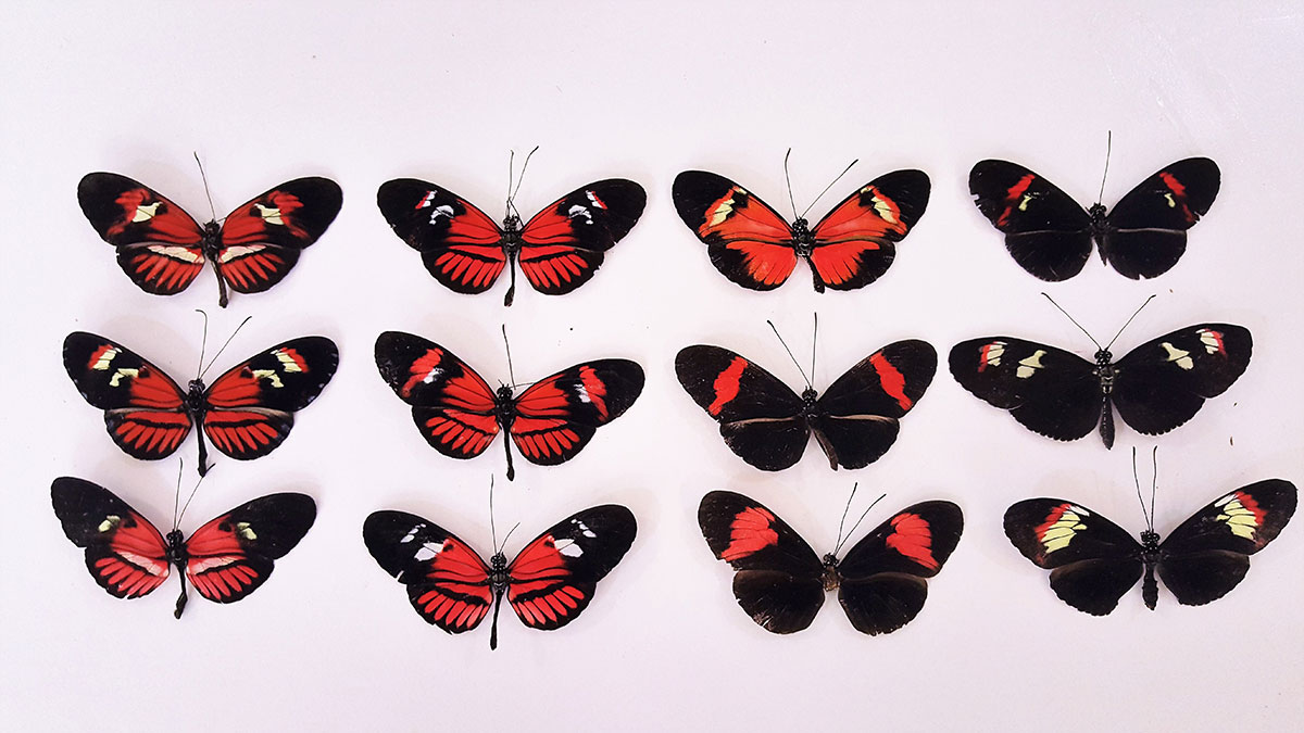 Butterfly Park Benalmadena.Mariposario