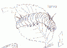 dibujo10_prev