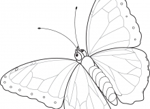 animals for VBS edit.indd