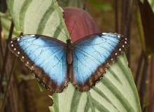 Morpho peleides