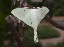 Actias luna