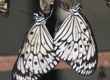 Idea leuconoe