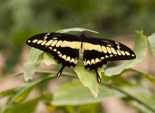 Papilio thoas
