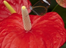 Anthurium andreanum